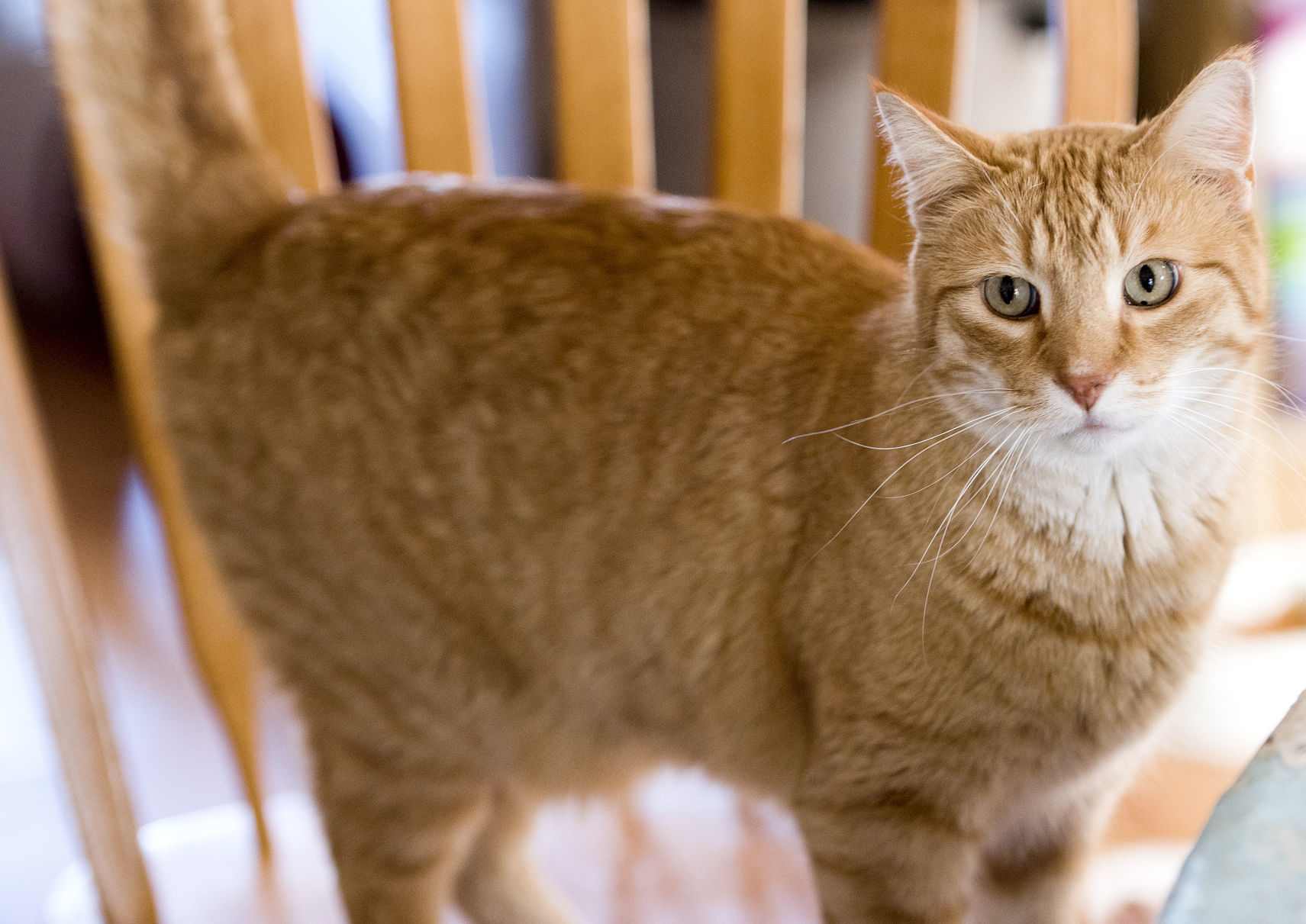 Declining health and pets